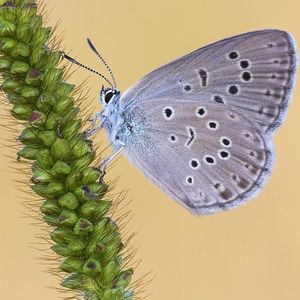 Meet your Posher, Lee